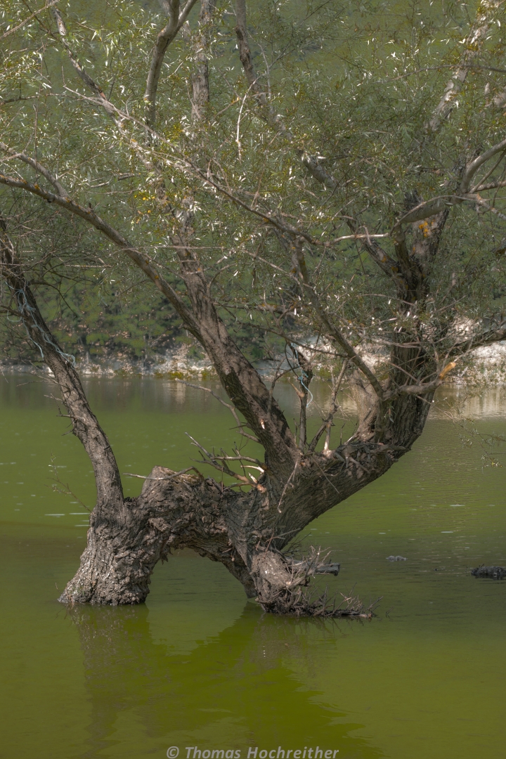 Baum im Debarsee